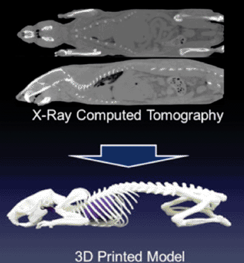 Image: 3D printed anatomic model of a rat (Photo courtesy of the University of Notre Dame).